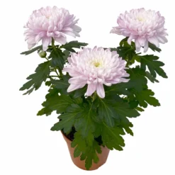 Chrysantheme 'Chrysanne® Zembla Next Pink' Rosa, Großbl., Topf-Ø 13cm, 6er-Set -Zimmer & Garten Verkäufe 0690140100 0690140101 Chrysanthemum Zembla T13 rosa Next Pink 4 115296