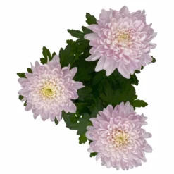 Chrysantheme 'Chrysanne® Zembla Next Pink' Rosa, Großbl., Topf-Ø 13cm, 6er-Set -Zimmer & Garten Verkäufe 0690140100 0690140101 Chrysanthemum Zembla T13 rosa Next Pink 5 115297