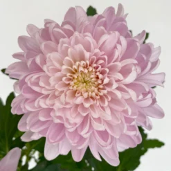 Chrysantheme 'Chrysanne® Zembla Next Pink' Rosa, Großbl., Topf-Ø 13cm, 6er-Set -Zimmer & Garten Verkäufe 0690140100 0690140101 Chrysanthemum Zembla T13 rosa Next Pink 6 115116