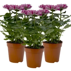 Chrysantheme 'Chrysanne® Zembla Next Purple' Lila, Großbl., Topf-Ø 13cm 3er-Set