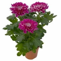 Chrysantheme 'Chrysanne® Zembla Next Purple' Lila, Großbl., Topf-Ø 13cm 3er-Set -Zimmer & Garten Verkäufe 0690140104 Chrysanthemum Zembla T13 lila Next Purple 4 115299