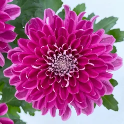 Chrysantheme 'Chrysanne® Zembla Next Purple' Lila, Großbl., Topf-Ø 13cm 3er-Set -Zimmer & Garten Verkäufe 0690140104 Chrysanthemum Zembla T13 lila Next Purple 6 115119