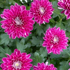 Chrysantheme 'Chrysanne® Zembla Next Purple' Lila, Großbl., Topf-Ø 13cm 3er-Set -Zimmer & Garten Verkäufe 0690140104 Chrysanthemum Zembla T13 lila Next Purple 8 115118