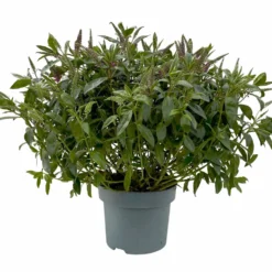 Hebe Addenda® Lila, Topf-Ø 23 Cm