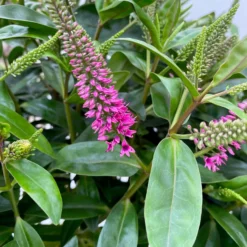 Hebe Addenda® Lila, Topf-Ø 23 Cm -Zimmer & Garten Verkäufe 0690190011 Hebe Addenda T23 lila 3 113997