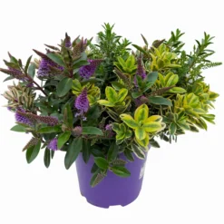 Hebe 'Quattro', Bunt, Topf-Ø 23 Cm, Höhe Ca. 40 Cm -Zimmer & Garten Verkäufe 0690190020 Hebe Addenda T23 Quattro 3 114128