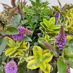 Hebe 'Quattro', Bunt, Topf-Ø 23 Cm, Höhe Ca. 40 Cm -Zimmer & Garten Verkäufe 0690190020 Hebe Addenda T23 Quattro 5 114001