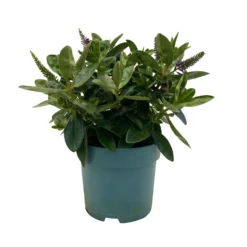 Hebe Lila, Topf-Ø 15 Cm, 3er-Set -Zimmer & Garten Verkäufe 0690190065 Koelle Hebe T15 3er Set Lilatoene WS 1 95843