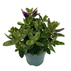 Hebe Lila, Topf-Ø 15 Cm, 3er-Set -Zimmer & Garten Verkäufe 0690190065 Koelle Hebe T15 3er Set Lilatoene WS 3 95844