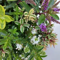 Hebe 'Quattro', Bunt, Topf-Ø 23 Cm, Höhe Ca. 40 Cm -Zimmer & Garten Verkäufe 0690190068 Koelle Hebe T23 Donna Quattro H40 WS 3 94725