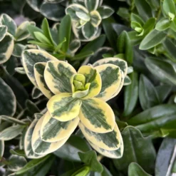 Hebe 'Trio', Farben Zufällig, Grün & Buntlaubig, Topf-Ø 23 Cm -Zimmer & Garten Verkäufe 0690190076 Hebe Addenda Trio T23 gruen buntlaubig H55 10 126563