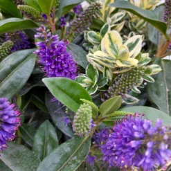 Hebe 'Duo Twin' Bunt, Topf-Ø 23 Cm -Zimmer & Garten Verkäufe 0690190079 Hebe Addenda T23 Duo gruen bunt 8 114151