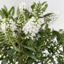 Hebe 'All Blooms®', Farbe Zufällig, Topf-Ø 17 Cm -Zimmer & Garten Verkäufe 0690190098 Koelle Hebe All Blooms T12 weiss 6er Set 4 112400