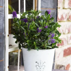 Hebe 'All Blooms®' Blau, Topf-Ø 12 Cm, 6er-Set -Zimmer & Garten Verkäufe 0690190099 Koelle Hebe All Blooms T12 blau 6er Set WS 11 95607