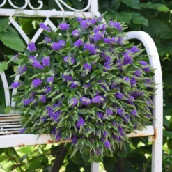 Hebe 'All Blooms®' Blau, Topf-Ø 12 Cm, 6er-Set -Zimmer & Garten Verkäufe 0690190099 Koelle Hebe All Blooms T12 blau 6er Set WS 13 95609