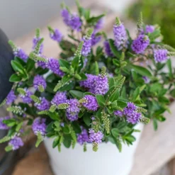 Hebe 'All Blooms®' Blau, Topf-Ø 12 Cm, 6er-Set -Zimmer & Garten Verkäufe 0690190099 Koelle Hebe All Blooms T12 blau 6er Set WS 3 95611