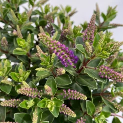 Hebe 'All Blooms®' Blau, Topf-Ø 12 Cm, 6er-Set