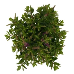 Hebe 'All Blooms®' Blau, Topf-Ø 12 Cm, 6er-Set -Zimmer & Garten Verkäufe 0690190099 Koelle Hebe All Blooms T12 blau 6er Set WS 10 95729