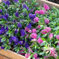 Hebe 'All Blooms®' Blau, Topf-Ø 12 Cm, 6er-Set -Zimmer & Garten Verkäufe 0690190099 Koelle Hebe All Blooms T12 blau 6er Set WS 14 95606