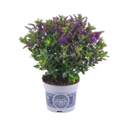 Hebe 'All Blooms®' Blau, Topf-Ø 12 Cm, 6er-Set -Zimmer & Garten Verkäufe 0690190099 Koelle Hebe All Blooms T12 blau 6er Set WS 16 95616