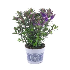 Hebe 'All Blooms®' Blau, Topf-Ø 12 Cm, 6er-Set -Zimmer & Garten Verkäufe 0690190099 Koelle Hebe All Blooms T12 blau 6er Set WS 5 95614