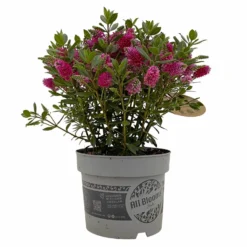 Hebe 'All Blooms®' Rot, Topf 17 Cm Ø -Zimmer & Garten Verkäufe 0690190101 Hebe All Blooms T17 rot 1 114189