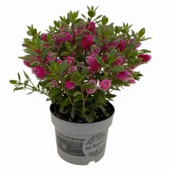 Hebe 'All Blooms®' Rot, Topf 17 Cm Ø -Zimmer & Garten Verkäufe 0690190101 Hebe All Blooms T17 rot 3 114190