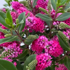 Hebe 'All Blooms®' Rot, Topf 17 Cm Ø -Zimmer & Garten Verkäufe 0690190101 Hebe All Blooms T17 rot 4 114152