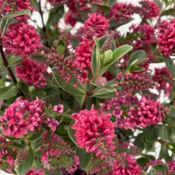 Hebe 'All Blooms®', Farbe Zufällig, Topf-Ø 17 Cm -Zimmer & Garten Verkäufe 0690190101 Koelle Hebe All Blooms T17 rot 3 112383 1