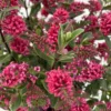 Hebe 'All Blooms®' Rot, Topf-Ø 10,5cm, 6er-Set
