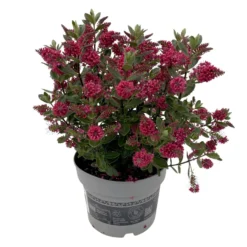 Hebe 'All Blooms®', Farbe Zufällig, Topf-Ø 17 Cm -Zimmer & Garten Verkäufe 0690190101 Koelle Hebe All Blooms T17 rot 2 112509 1