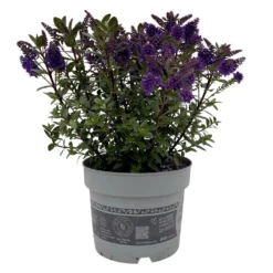 Hebe 'All Blooms®', Farbe Zufällig, Topf-Ø 17 Cm -Zimmer & Garten Verkäufe 0690190103 Koelle Hebe All Blooms T17 blau 1 112511