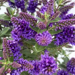 Hebe 'All Blooms®', Farbe Zufällig, Topf-Ø 17 Cm -Zimmer & Garten Verkäufe 0690190103 Koelle Hebe All Blooms T17 blau 4 112387