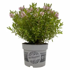 Hebe 'All Blooms®' Rosa, Topf-Ø 17 Cm -Zimmer & Garten Verkäufe 0690190104 Hebe All Blooms T17 rosa 1 114194