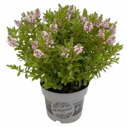 Hebe 'All Blooms®' Rosa, Topf-Ø 17 Cm -Zimmer & Garten Verkäufe 0690190104 Hebe All Blooms T17 rosa 3 114195