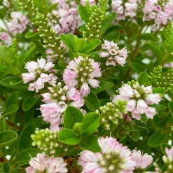 Hebe 'All Blooms®' Rosa, Topf-Ø 17 Cm -Zimmer & Garten Verkäufe 0690190104 Hebe All Blooms T17 rosa 4 114154