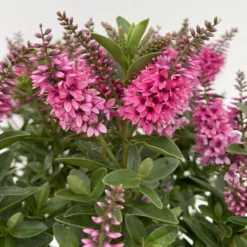 Hebe 'All Blooms®', Farbe Zufällig, Topf-Ø 17 Cm -Zimmer & Garten Verkäufe 0690190104 Koelle Hebe All Blooms T17 rosa 5 112389