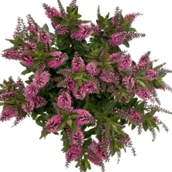 Hebe 'All Blooms®' Rosa, Topf-Ø 17 Cm -Zimmer & Garten Verkäufe 0690190104 Koelle Hebe All Blooms T17 rosa 6 112515