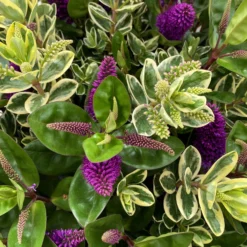 Hebe 'Duo Twin' Bunt, Topf-Ø 23 Cm -Zimmer & Garten Verkäufe 0690190117 Koelle Hebe Duo Twin T23 zweifarbig WS 2 95912