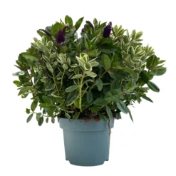 Hebe 'Duo Twin' Bunt, Topf-Ø 23 Cm -Zimmer & Garten Verkäufe 0690190117 Koelle Hebe Duo Twin T23 zweifarbig WS 3 95916