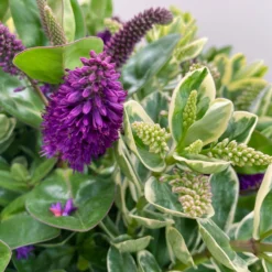 Hebe 'Duo Twin' Bunt, Topf-Ø 23 Cm -Zimmer & Garten Verkäufe 0690190117 Koelle Hebe Duo Twin T23 zweifarbig WS 6 95910