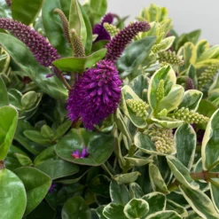 Hebe 'Duo Twin' Bunt, Topf-Ø 23 Cm -Zimmer & Garten Verkäufe 0690190117 Koelle Hebe Duo Twin T23 zweifarbig WS 7 95911