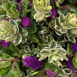 Hebe 'Duo Twin' Bunt, Topf-Ø 23 Cm -Zimmer & Garten Verkäufe 0690190117 Koelle Hebe Duo Twin T23 zweifarbig WS 8 95913