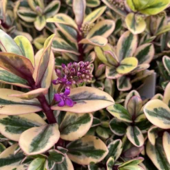 Hebe Buntlaubig, Topf-Ø 15 Cm, 3er-Set -Zimmer & Garten Verkäufe 0690190129 Koelle Hebe Tricolor T15 buntlaubig 3er Set WS 10 95909