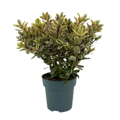 Hebe Buntlaubig, Topf-Ø 15 Cm, 3er-Set -Zimmer & Garten Verkäufe 0690190129 Koelle Hebe Tricolor T15 buntlaubig 3er Set WS 1 95991