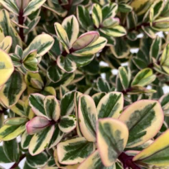 Hebe Buntlaubig, Topf-Ø 15 Cm, 3er-Set -Zimmer & Garten Verkäufe 0690190129 Koelle Hebe Tricolor T15 buntlaubig 3er Set WS 3 95908