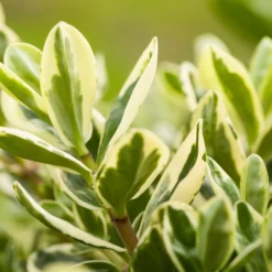 Hebe Buntlaubig, Sorte Nach Verfügbarkeit, Topf-Ø 12 Cm, 3er-Set -Zimmer & Garten Verkäufe 0690190135 Hebe buntlaubig Katrina 3er Set 2 96687