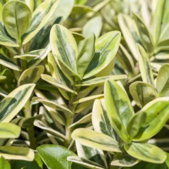 Hebe Buntlaubig, Sorte Nach Verfügbarkeit, Topf-Ø 12 Cm, 3er-Set -Zimmer & Garten Verkäufe 0690190135 Hebe buntlaubig Katrina 3er Set 3 96688