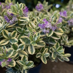 Hebe Buntlaubig, Sorte Nach Verfügbarkeit, Topf-Ø 12 Cm, 3er-Set -Zimmer & Garten Verkäufe 0690190135 Hebe buntlaubig Katrina 3er Set 4 96689