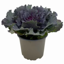 Zierkohl Grün-lila. Glatt, Topf-Ø 12 Cm, 6er-Set -Zimmer & Garten Verkäufe 0690210034 Brassica oleracea T12 Zierkohl glatt lila 6er Set 2 115346